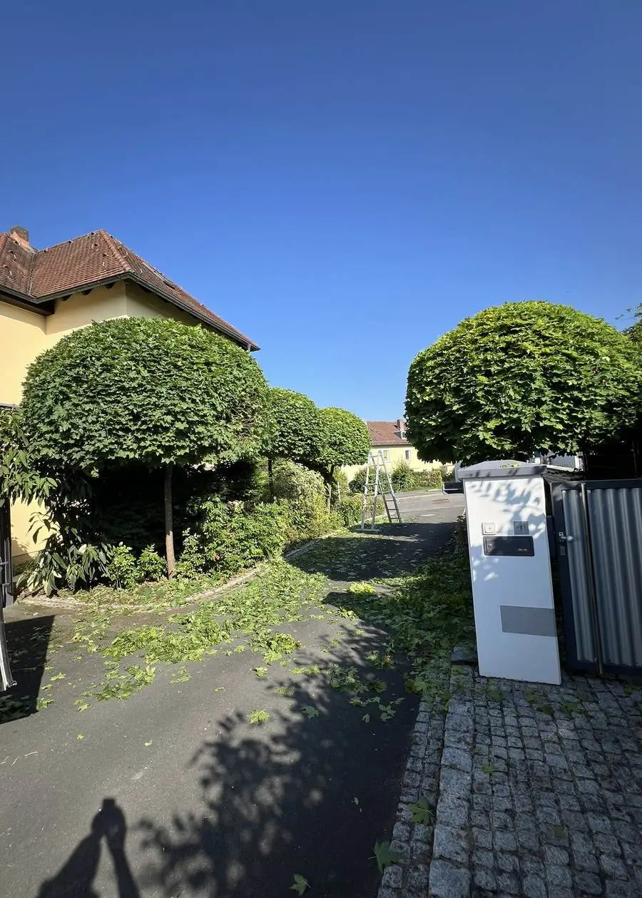 Kugelförmig geschnittene Bäume nach dem Formschnitt
