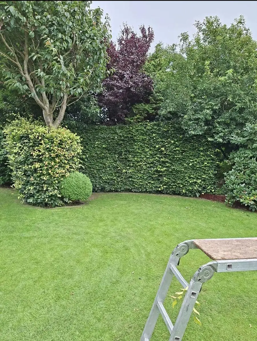 Vorher: Hecke mit Wildwuchs