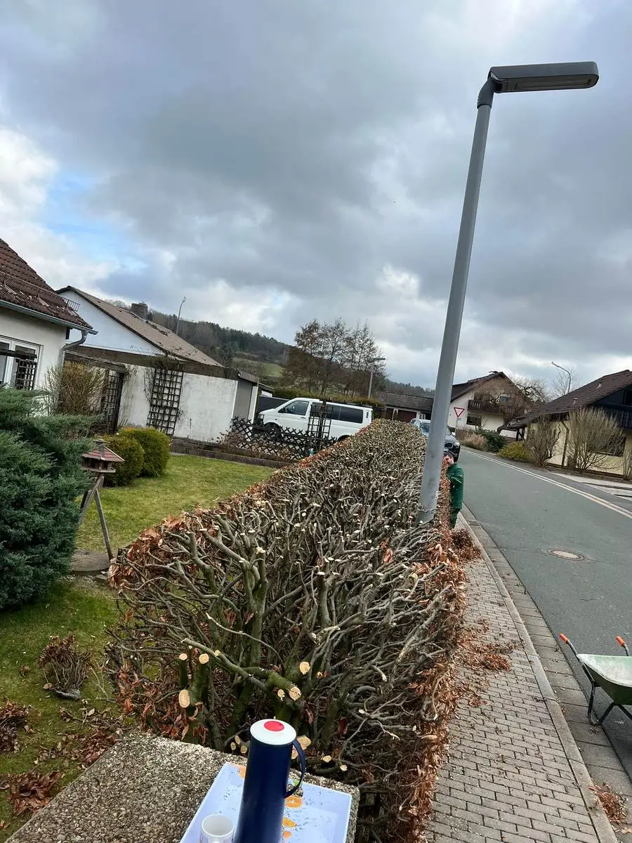 Radikalschnitt einer Hecke, Äste bis auf den Stock zurückgeschnitten